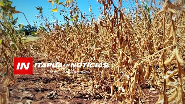 ZAFRA SOJERA ESTÁ PERDIDA POR COMPLETO POR LA SEQUÍA - Itapúa Noticias