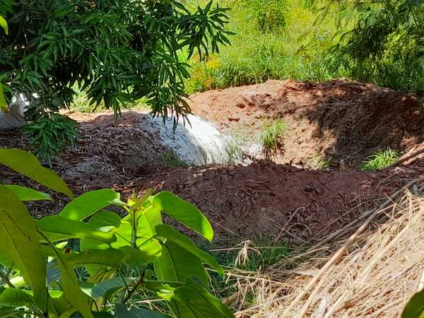 Abren sumario administrativo a centro veterinario tras el hallazgo de una fosa con cadáveres de animales