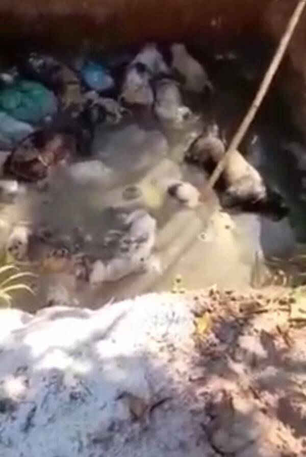 Crónica / Abren sumario a veterinaria por la macabra fosa de peluditos muertos