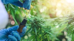 Congreso de Costa Rica aprueba el proyecto de Ley de cannabis medicinal - Megacadena — Últimas Noticias de Paraguay