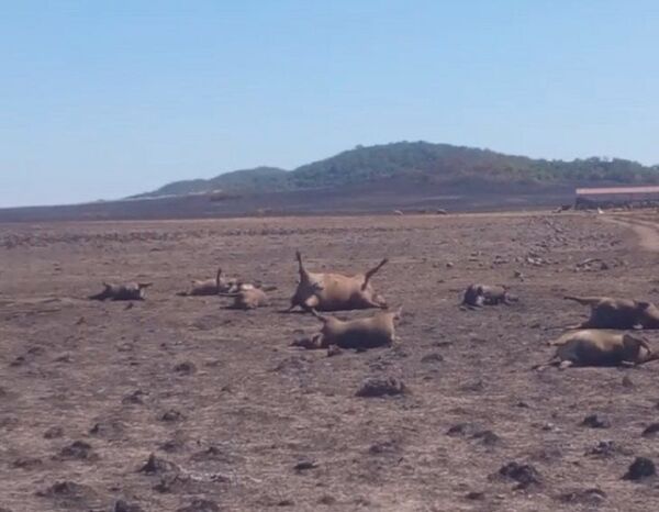 Incendio arrasa con estancias y deja centenares de animales muertos - Noticiero Paraguay