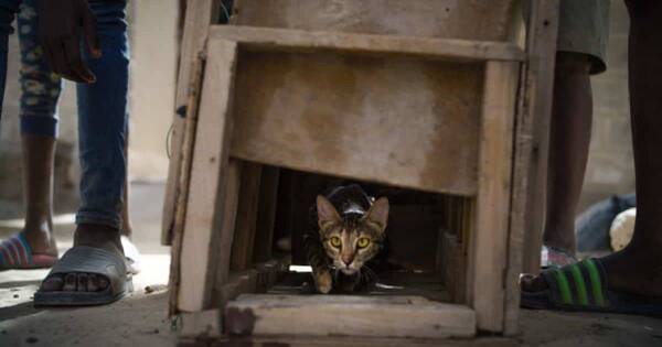 La Nación / La cruel tradición de Tombuctú: niños cazadores de gatos