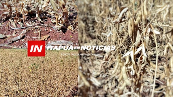 POR LA SEQUÍA NO VA HABER SOJA NI MAÍZ Y LOS PRECIOS SE DISPARAN - Itapúa Noticias