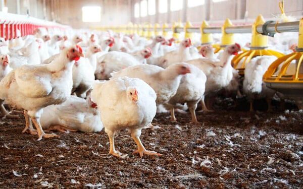 Destacan el crecimiento de las exportaciones del rubro avícola en 2021