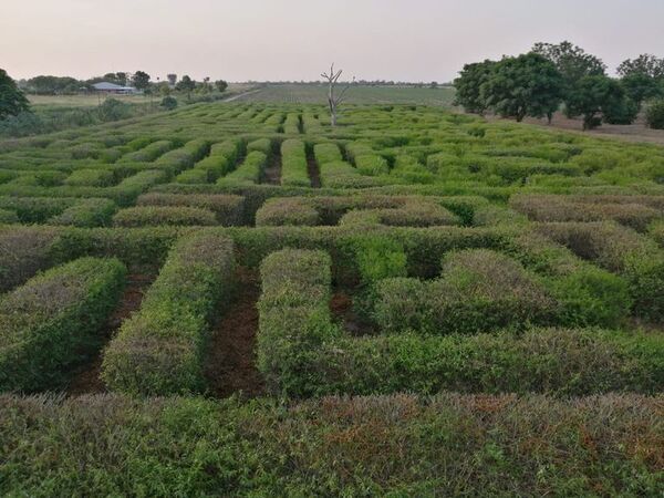 El increíble laberinto verde de 4 mil metros cuadrados para perderse en el Chaco Central - Viajes - ABC Color