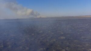 Incendio mata a unas 200 vacas, varias ovejas y caballos en Misiones