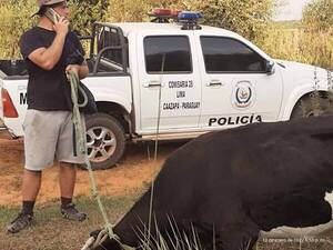 Crónica / Salvaron a una vaca de las manos de abigeos
