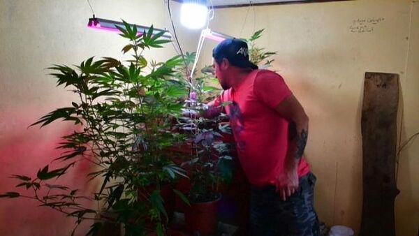 Costa Rica legaliza la marihuana terapéutica tras tres años de trabas y dilataciones