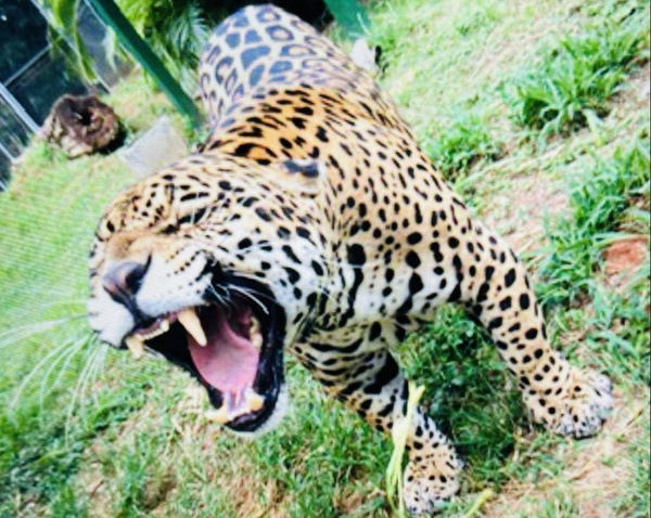 Crónica / Tigre pidió a visitantes que respeten zoológico