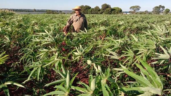 Zona sur del país logra buen cultivo de mandioca