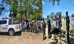 Recuperan terneras hurtadas en R.I. 3 Corrales – Prensa 5