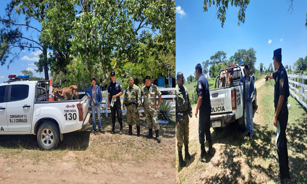 Recuperan terneras hurtadas en R.I. 3 Corrales – Prensa 5