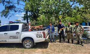 Policía recupera dos terneras robadas en R.I. 3 Corrales - OviedoPress