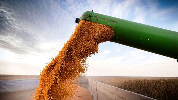 USDA proyectó una baja en la cosecha de soja y maíz de EE.UU., y precios firmes