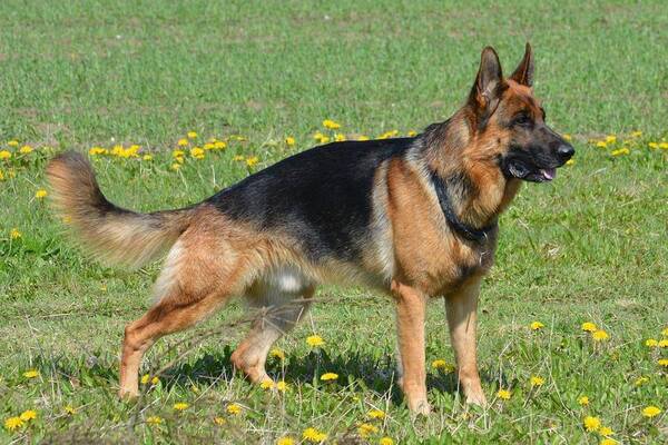 Crónica / ¿Zoofilia en Canindeyú? Denunció que alguien violó a su perro y el animal murió