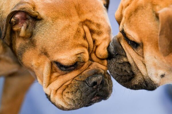 Amistad entre perros: ¿cómo se hace de buenos amigos mi mascota? - Mascotas - ABC Color