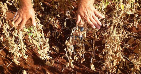 La Nación / La sequía golpeó los cultivos en el peor momento, según UGP