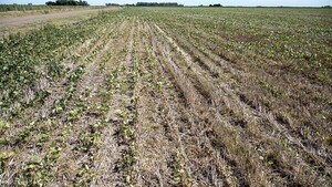 Por la sequía, productores piden comprensión de entidades financieras