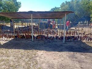 Crónica / ¡Hetenee! Más de 10 metros de asado a la estaca por aniversario de Yabebyry