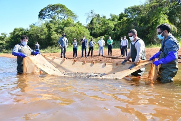 Siembran 5.000 peces de salmón del Paraná