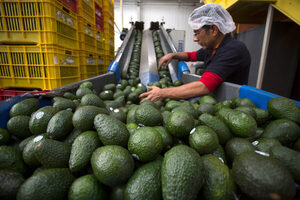 Valor de exportaciones agroalimentarias en México, el más alto en 29 años - MarketData