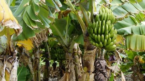 Buscan mejorar la rentabilidad de rubros agrícolas conectados a mercados internacionales
