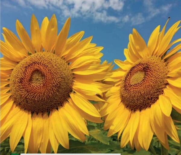 La fuerte sequía y calor posibilitarán una buena cosecha de girasol