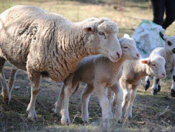 Crónica / Los abigeos se volvieron delicados, ahora comen oveja