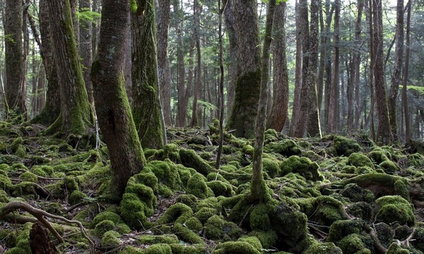 El terrible “Bosque de los suicidios” | Telefuturo