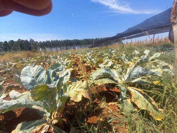 Hortigranjeros desesperados por pérdidas ocasionadas por sequía - ABC en el Este - ABC Color