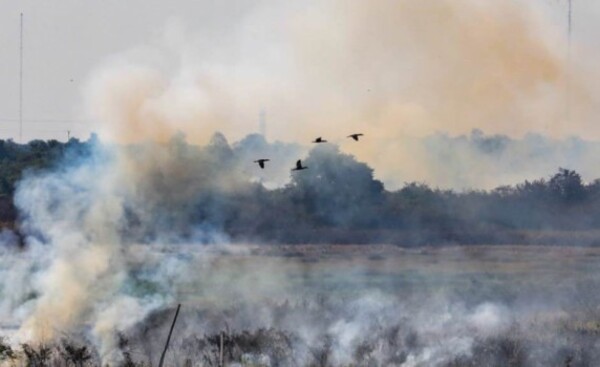 El 95% de los incendios forestales son provocados, afirma Infona
