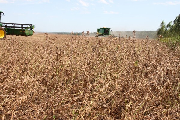 Duro golpe de la sequía a la soja: Producción bajaría en un 30% - ADN Digital