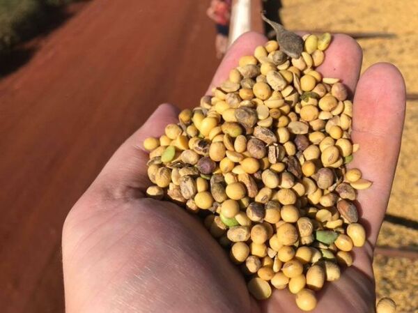 Diciembre fue el peor mes para los productores de soja