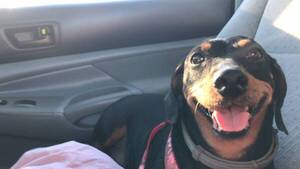 Crónica / Denunció que su perrito cardiópata fue echado de un supermercado