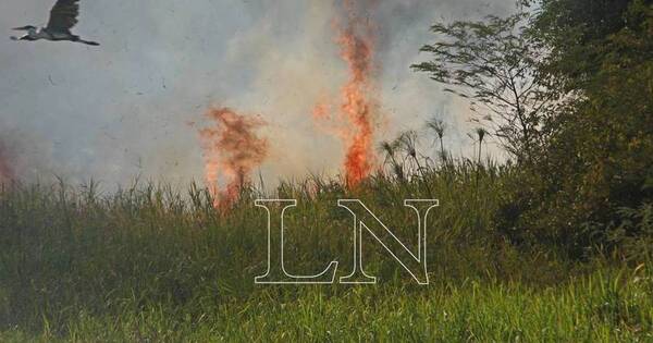 La Nación / Bombero advierte que se pierden bosques y animales