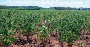 La Nación / Sequía e incendios afectan a los productores, dijo ministro Bertoni