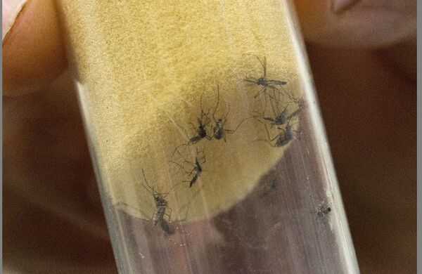 Día Nacional de lucha contra el dengue: eliminar criaderos es clave para combatir la enfermedad - Nacionales - ABC Color