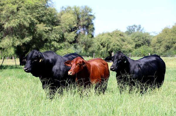 “El gran cambio se va a dar cuando la carne entre a los Estados Unidos”