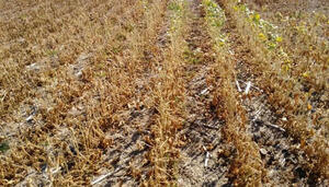 La producción de soja bajaría un 30% por la sequía