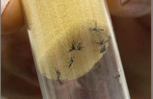 Día Nacional de lucha contra el dengue: eliminar criaderos es clave para combatir la enfermedad
