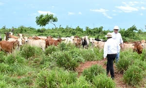 Sector ganadero de Alto Paraná se ve afectado por la prolongada sequía - La Clave