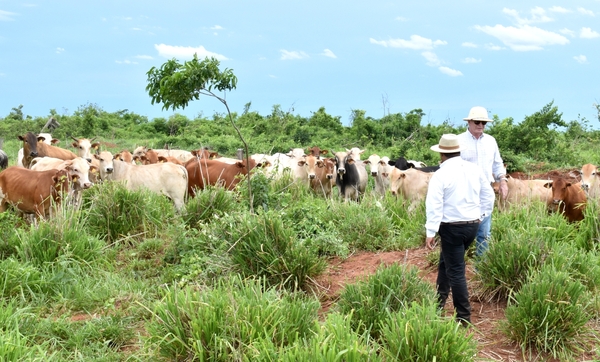 Sector ganadero de Alto Paraná se ve afectado por la prolongada sequía - La Clave