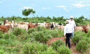 Sector ganadero de Alto Paraná se ve afectado por la prolongada sequía