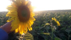 El girasol, un rubro con buen síntoma productivo