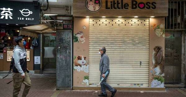 La Nación / Hong Kong sacrificará 2.000 hámsteres por casos de COVID