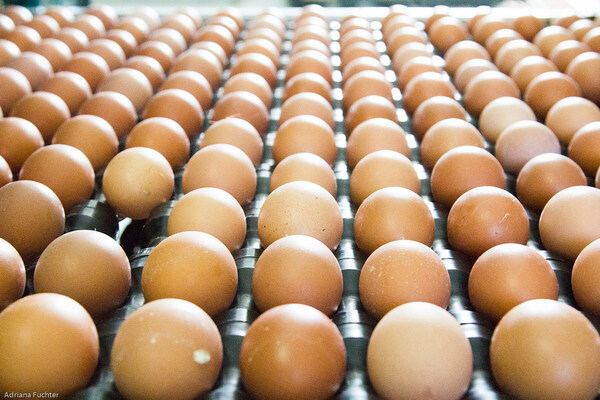 Agoniza la producción de huevos en el país, afirman - ADN Digital