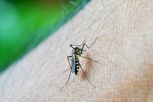 Salud reporta ligero aumento de casos de dengue