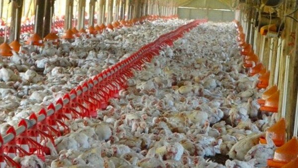 Murieron unas 400.000 gallinas en tres días por la ola de calor en Uruguay