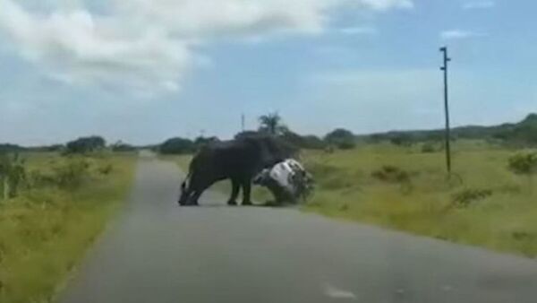 Furioso elefante vuelca un vehículo en el que iba una pareja con dos niños