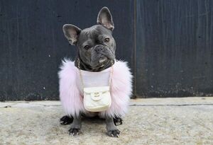 El bulldog francés, el perro de los famosos convertido en botín de ladrones - Mascotas - ABC Color